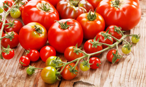 الطماطم العضوية تحتوي على مستويات اعلى من مضادات الاكسدة مقارنة بالطماطم التقليدية 