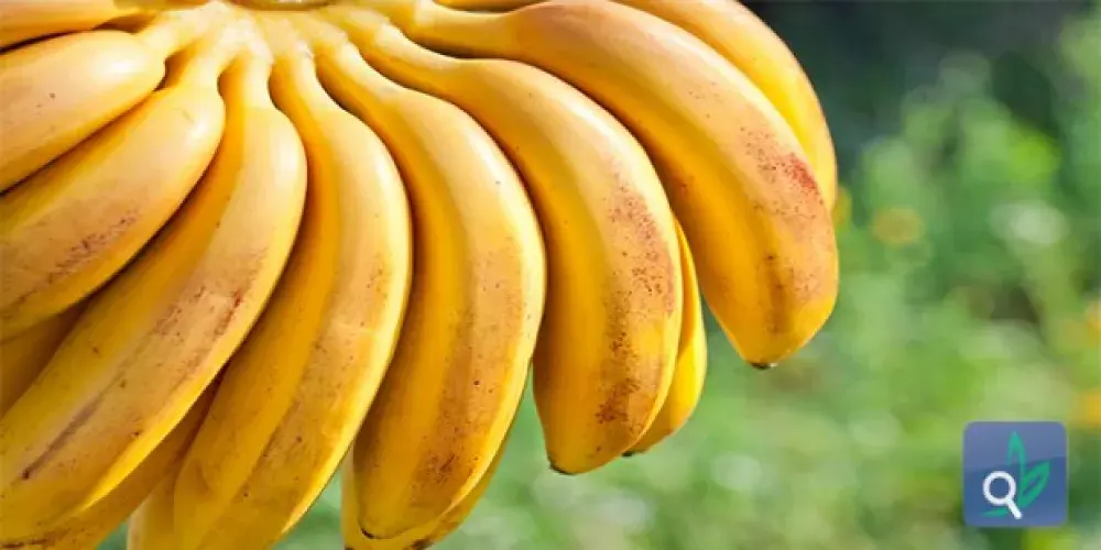 أسرار الموز الغذائية 