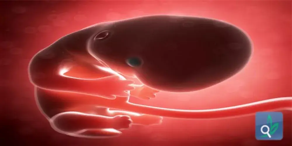 الحمل فرصة للعناية بصحة أسنان الجنين 