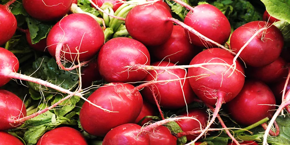 زينوا موائدكم بالفجل