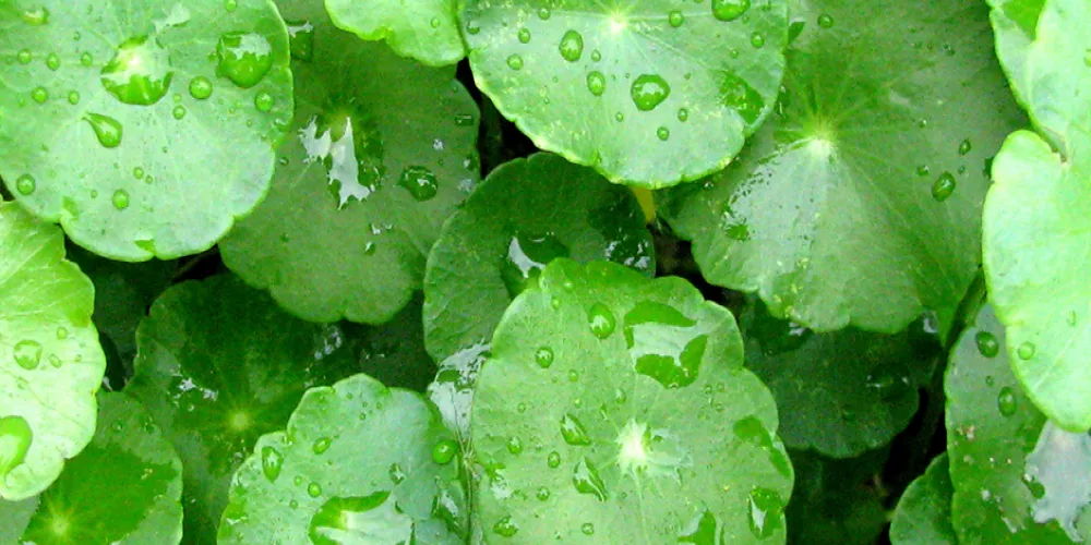 سنتيلا اسياتيكا