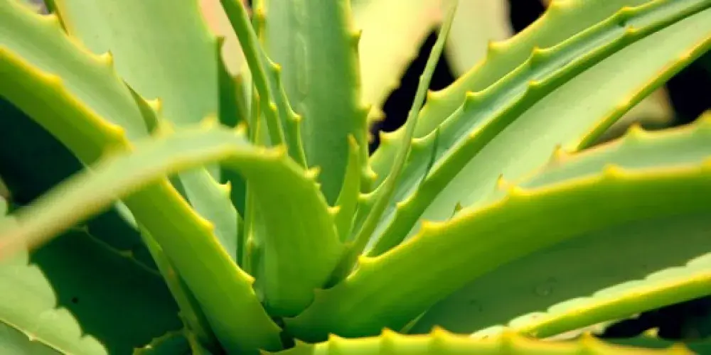 الصبر كنز من الفيتامينات والمعادن