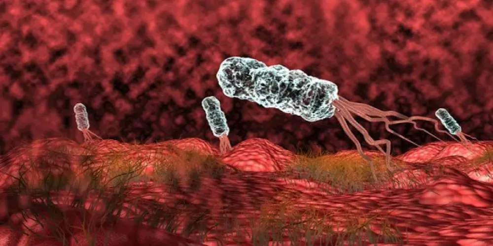 جرثومة المعدة (البكتيريا الحلزونية)