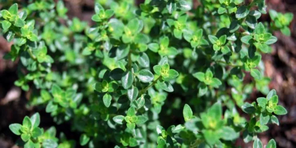 فوائد واستخدامات الزعتر الطبية