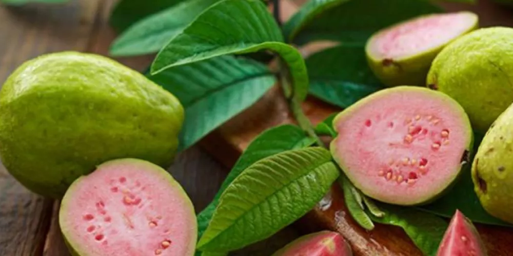 الفوائد الغذائية والعلاجية لأوراق الجوافة