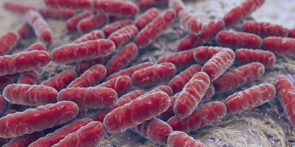 تركيبة النبيت الطبيعي أو البكتيريا النافعة في جسم الإنسان