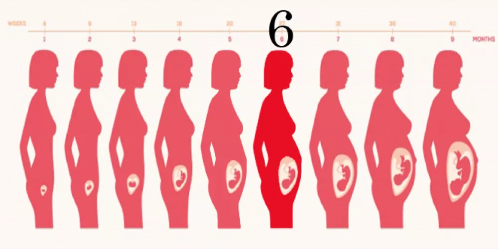 Матка на 33 неделе беременности