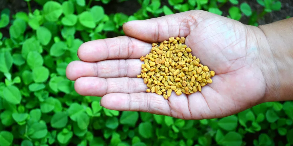 فوائد الحلبة الصحية لا تقدر بثمن