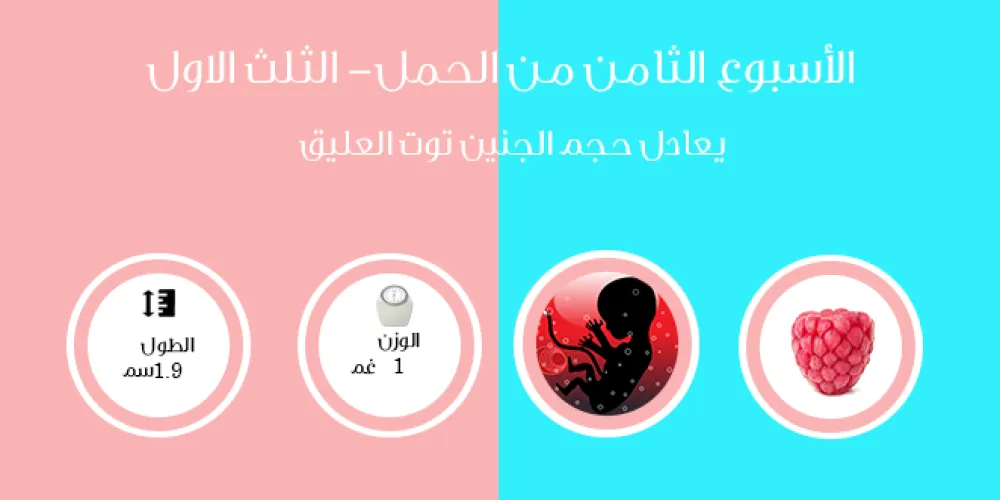 الأسبوع الثامن من الحمل- الثلث الأول
