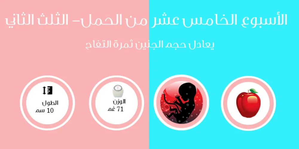 الأسبوع الخامس عشر من الحمل- الثلث الثاني
