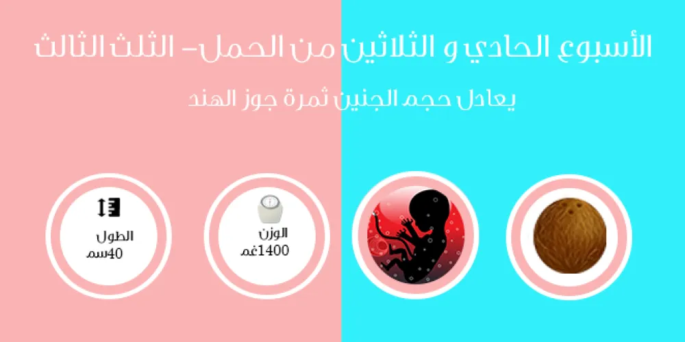 الأسبوع الحادي والثلاثون من الحمل- الثلث الثالث