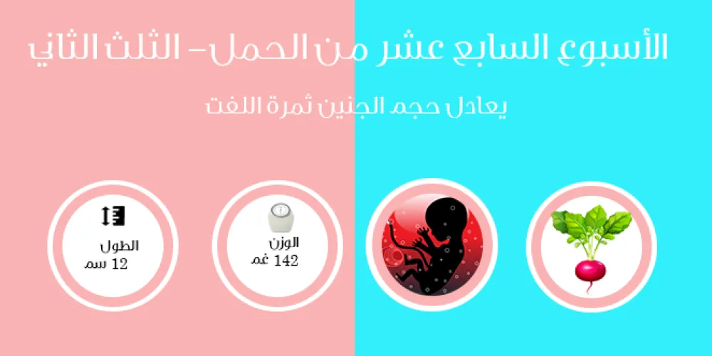 الأسبوع السابع عشر من الحمل- الثلث الثاني