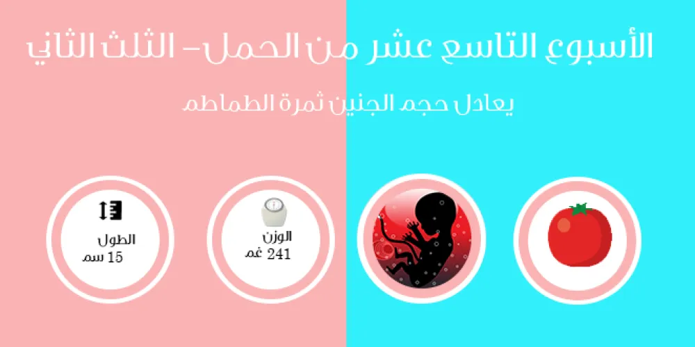 الأسبوع التاسع عشر من الحمل- الثلث الثاني