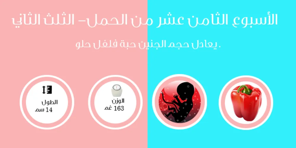 الأسبوع الثامن عشر من الحمل- الثلث الثاني