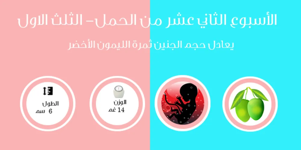 الأسبوع الثاني عشر من الحمل- الثلث الأول
