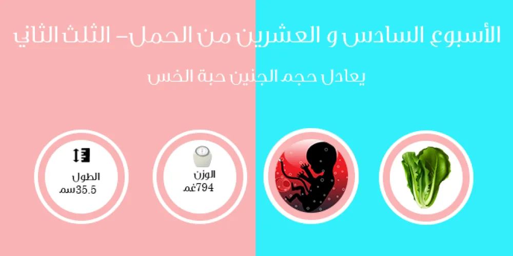 الأسبوع السادس والعشرون من الحمل- الثلث الثالث