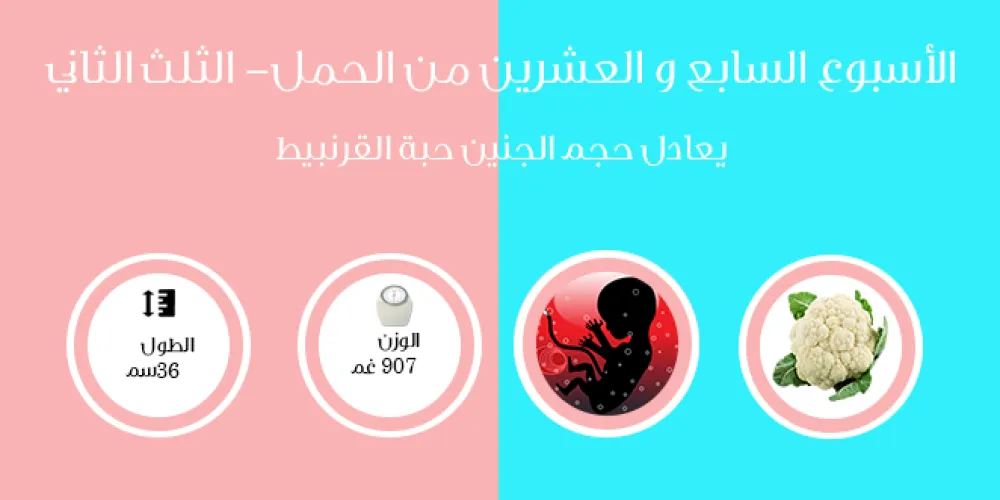 الأسبوع السابع والعشرون من الحمل- الثلث الثالث