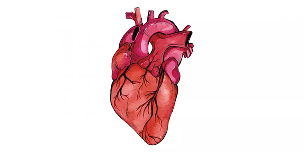 جسر عضلة القلب ( Myocardial bridge ) | الطبي