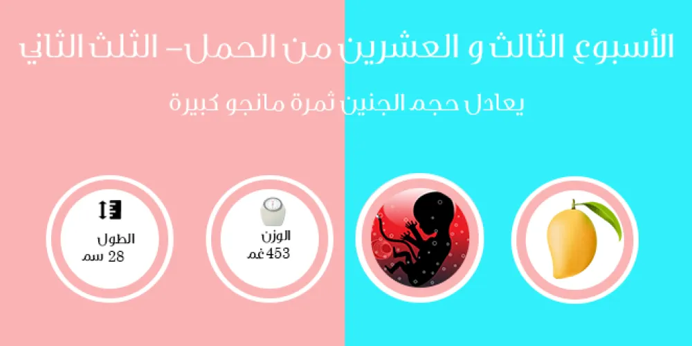 الأسبوع الثالث والعشرون من الحمل- الثلث الثاني