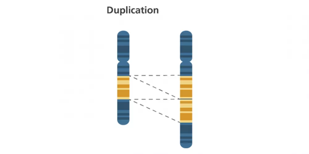 تضاعف عدد الكروموسومات