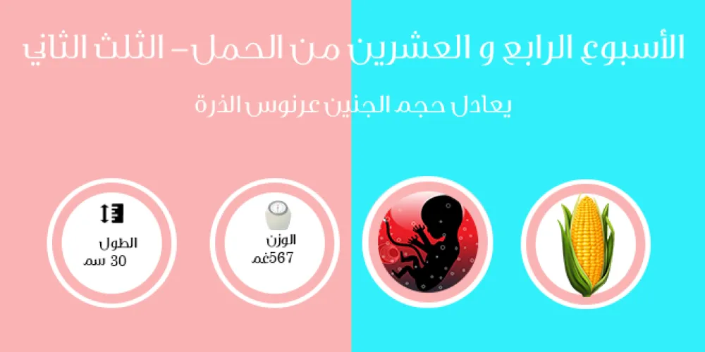 الأسبوع الرابع والعشرون من الحمل- الثلث الثاني