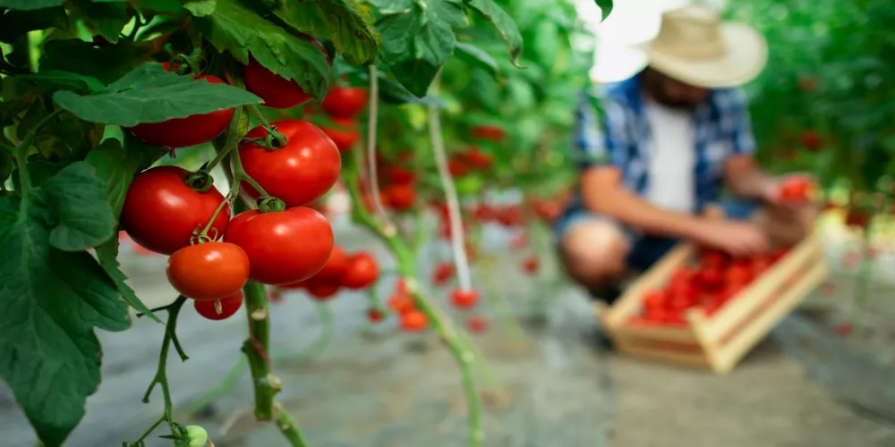 أهم المواد الغذائية والمكملات التي تساعد على تقوية جهاز المناعة خلال شهر رمضان