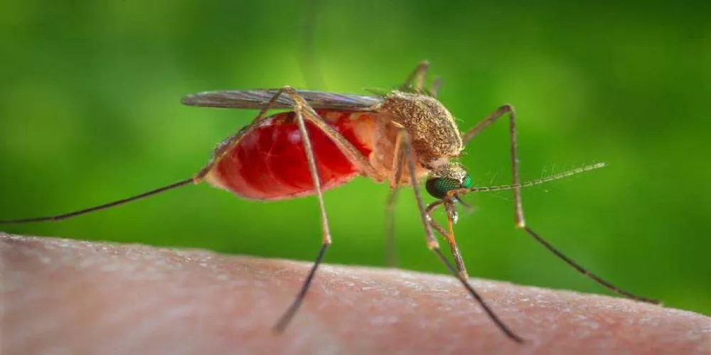 يسبب الملاريا للإنسان وينتقل بواسطة أنثى بعوضة الإنفلس ؟
