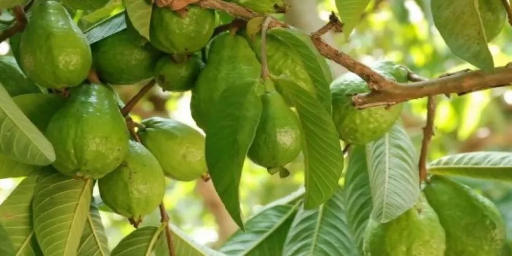 ماذا تعرف عن فوائد ورق الجوافة؟