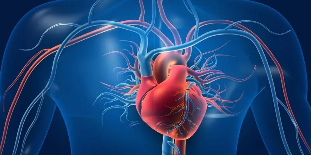 اختبار دم جديد يحدد احتمالية الوفاة بسبب أمراض القلب
