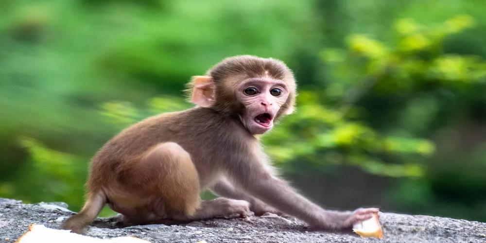 تسجيل أول إصابة بعدوى نادرة مصدرها القرود
