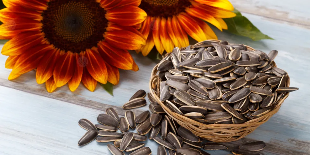 برغر من دوار الشمس: أحدث ابتكار نباتي ينافس اللحم!