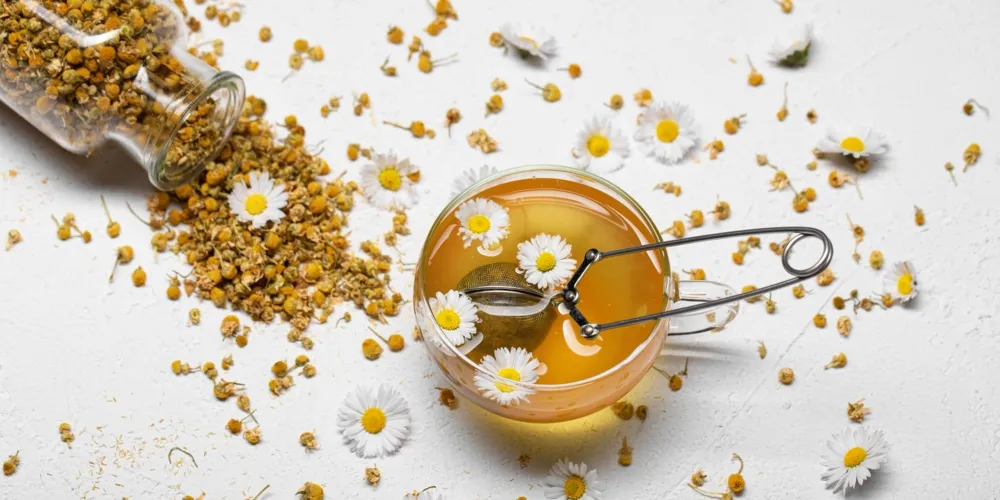 أضرار البابونج ومحاذير قبل تناوله يوميًا!