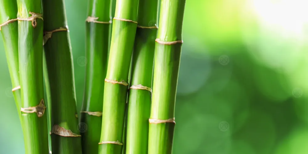 براعم البامبو قد تكون “السوبرفود” الجديد لصحة القلب والسكري