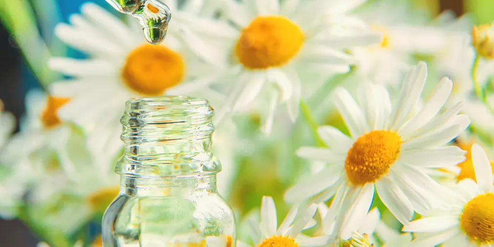 زيت البابونج: دليلك لفوائده واستخداماته