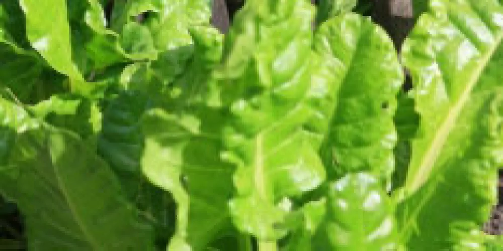 السبانخ يحسن لياقة العضلات