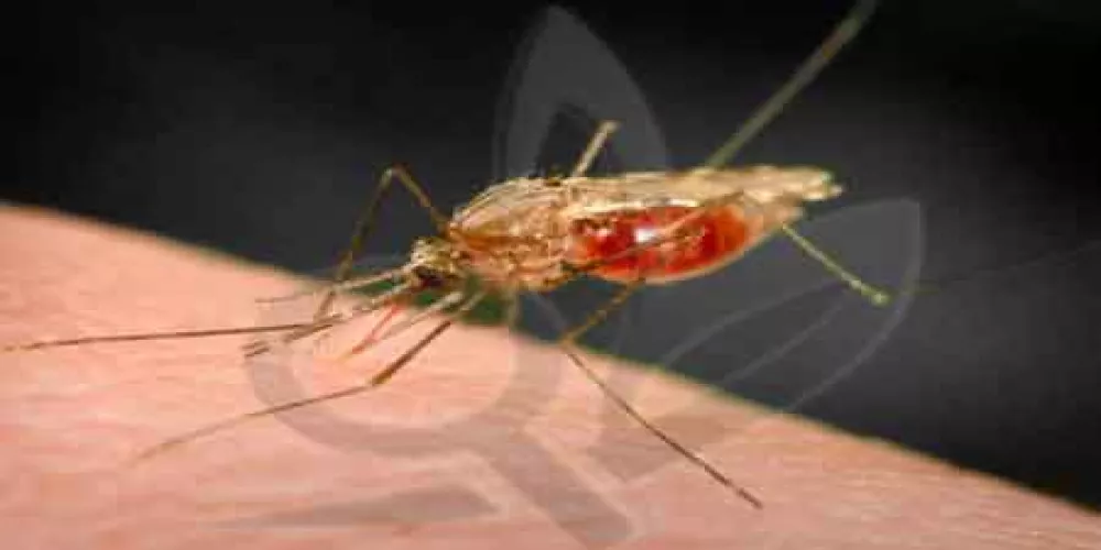 طفيليات الملاريا تكافح من اجل البقاء فتجعل منه مرضا مميتاً