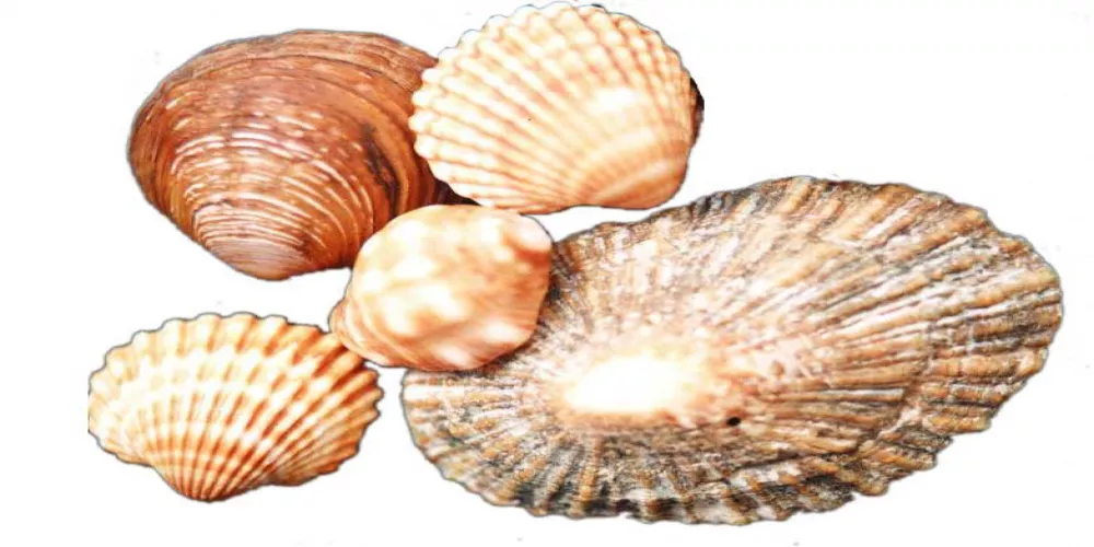 تحسين طرق استخلاص الكالسيوم 