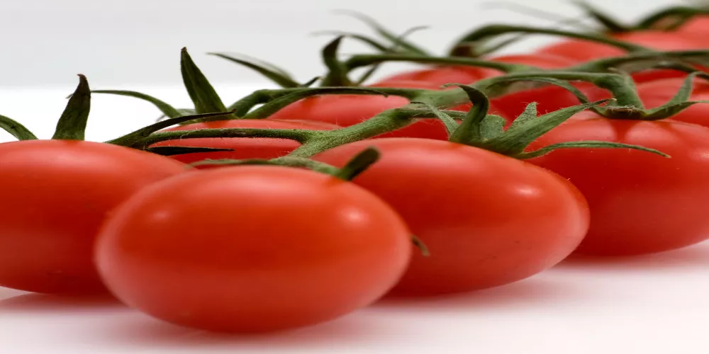 الفوائد الصحية للطماطم 