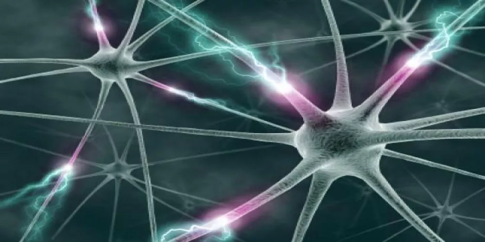 خلايا البشرة قد تتحول الى خلايا عصبية