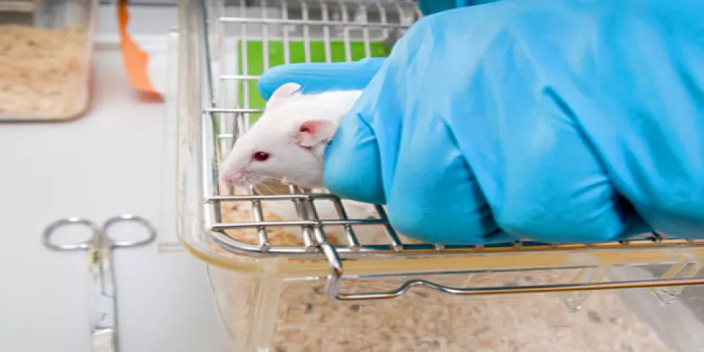 استئصال دهون البطن جراحيا يقلل من سرطان الجلد لدى الفئران 
