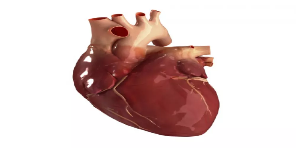 التعرض للأوزون يسبب تغيرات سلبية في القلب والاوعية الدموية