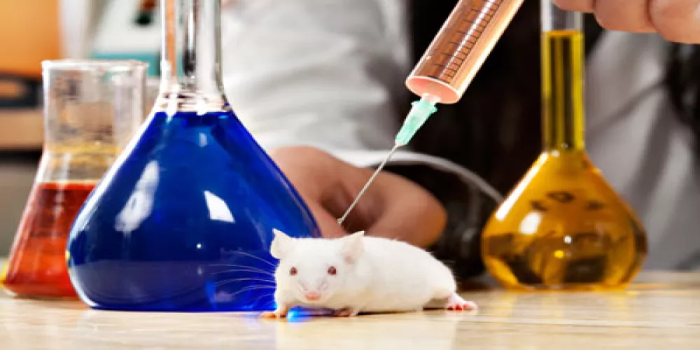تجربة جديدة تستهدف الفئران لحماية خصوبة الانثى 