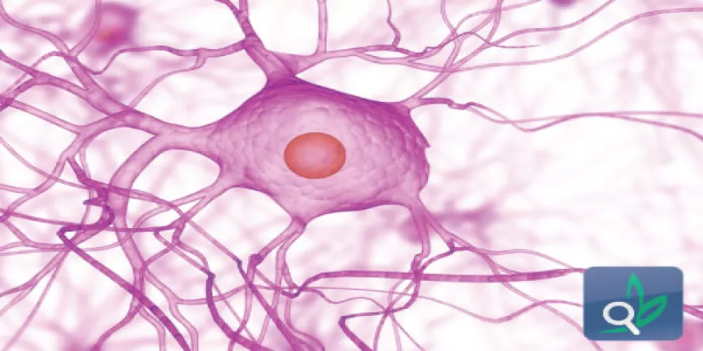 الكشف عن نوع جديد من الخلايا العصبية في الدماغ 