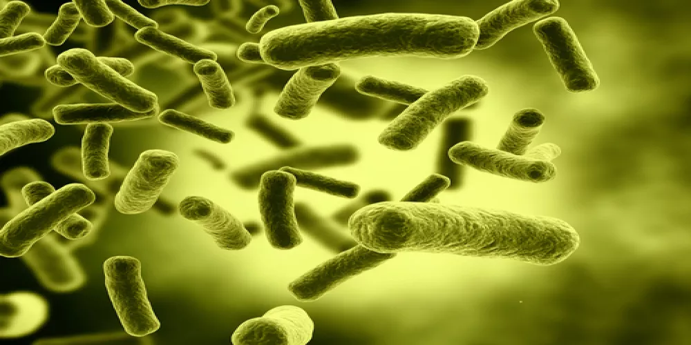 أيض الكوليستيرول يؤثر في البكتيريا المستوطنة في الأمعاء 