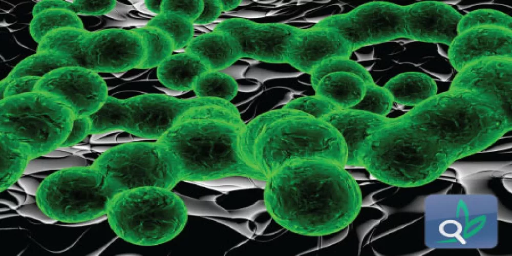 السر وراء نمو البكتيريا العنقودية  في الأنف 