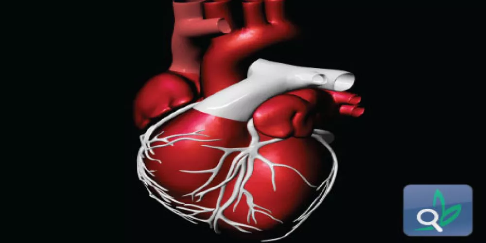 خلايا عضلة القلب تتجدد عند الأطفال 