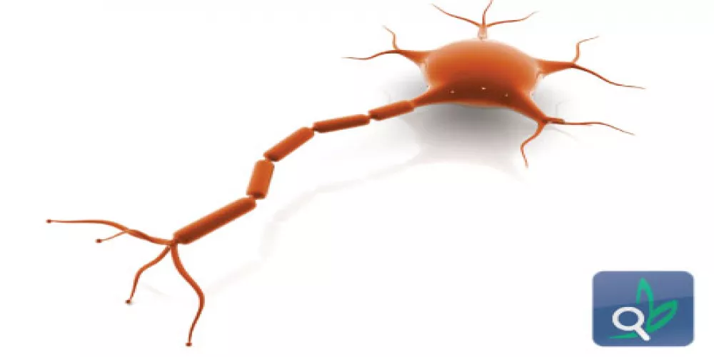 ستيرويدات عصبية للحد من تضرر الأنسجة الدماغية لمُصاب بالايدز 
