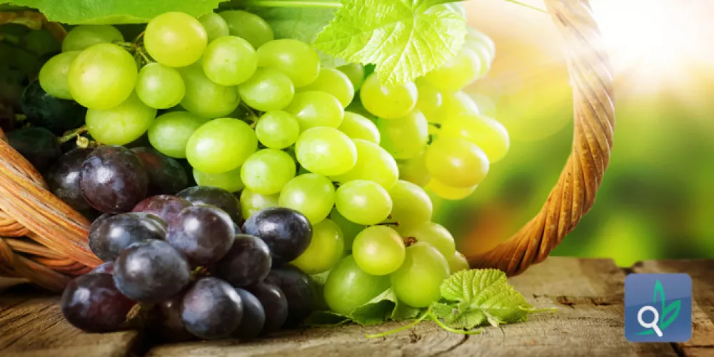  العنب يحمي من متلازمة التمثيل الغذائي