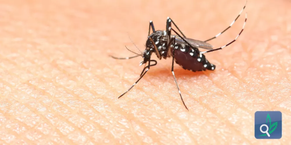 بعوض الملاريا أكثر انجذاباً لرائحة الانسان 