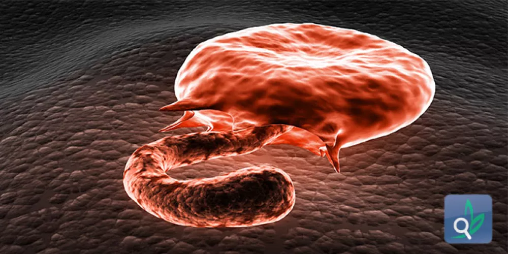 جهاز محمول للكشف المبكر عن الملاريا 